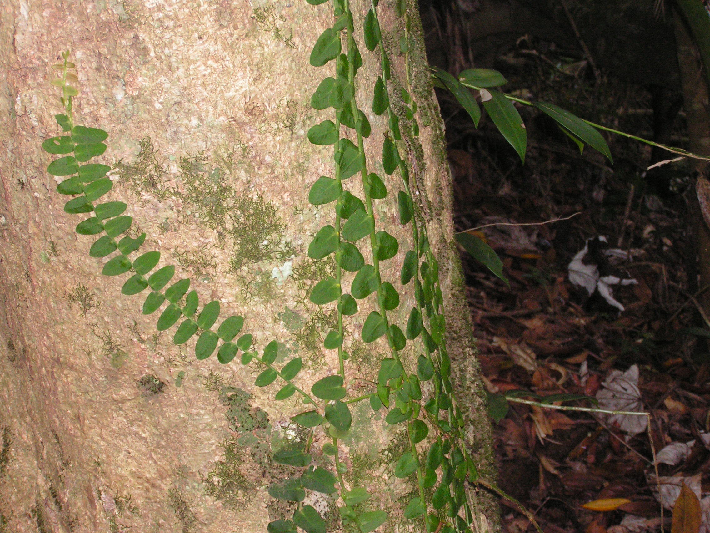 ./2005/Puerto Rico/Part 1/PICT0166.JPG